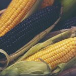 variety organic corn for food